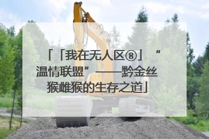 「我在无人区⑧」“温情联盟”——黔金丝猴雌猴的生存之道