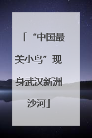 “中国最美小鸟”现身武汉新洲沙河