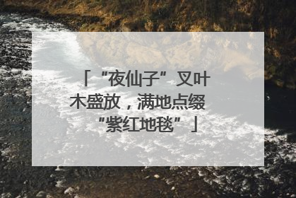 “夜仙子”叉叶木盛放，满地点缀“紫红地毯”