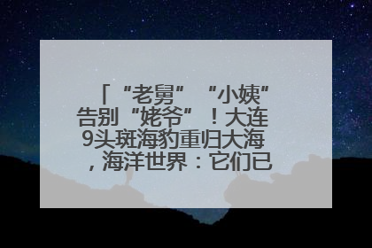 “老舅”“小姨”告别“姥爷”！大连9头斑海豹重归大海，海洋世界：它们已具备野外生存能力