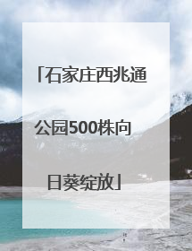 石家庄西兆通公园500株向日葵绽放