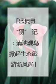 盛夏寻 “羽” 记：滇池观鸟掀起生态旅游新风尚