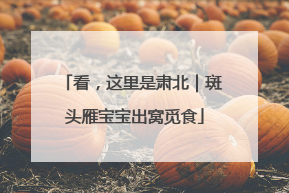 看，这里是肃北｜斑头雁宝宝出窝觅食