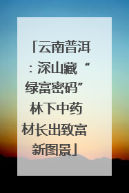 云南普洱：深山藏“绿富密码” 林下中药材长出致富新图景