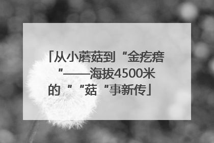 从小蘑菇到“金疙瘩“——海拔4500米的““菇“事新传