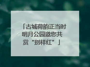 古城荷韵正当时 明月公园邀您共赏“别样红”