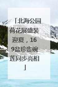 北海公园荷花展盛装迎夏，169盆珍贵碗莲同步亮相