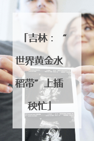 吉林：“世界黄金水稻带”上插秧忙