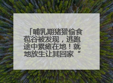 哺乳期猪獾偷食苞谷被发现，逃跑途中累瘫在地！就地放生让其回家“奶孩子”