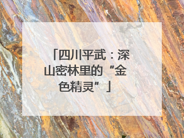 四川平武：深山密林里的“金色精灵”