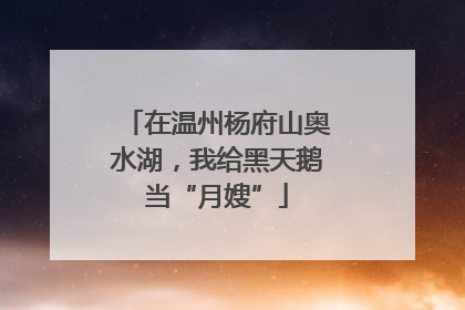 在温州杨府山奥水湖，我给黑天鹅当“月嫂”