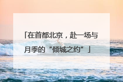 在首都北京，赴一场与月季的“倾城之约”