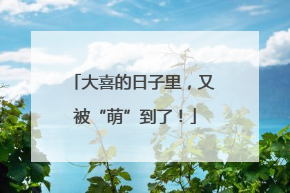 大喜的日子里，又被“萌”到了！
