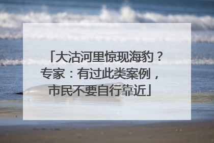 大沽河里惊现海豹？专家：有过此类案例，市民不要自行靠近