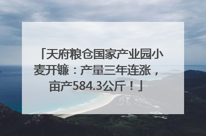 天府粮仓国家产业园小麦开镰：产量三年连涨，亩产584.3公斤！