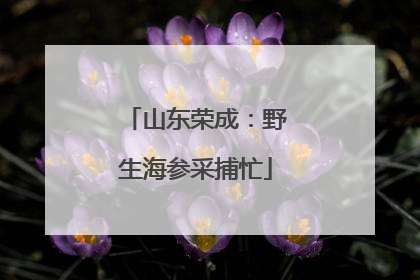 山东荣成：野生海参采捕忙