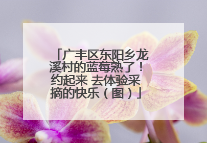 广丰区东阳乡龙溪村的蓝莓熟了！约起来 去体验采摘的快乐（图）