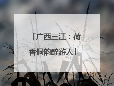 广西三江：荷香侗韵醉游人