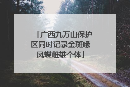 广西九万山保护区同时记录金斑喙凤蝶雌雄个体