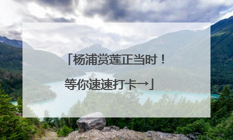 杨浦赏莲正当时！等你速速打卡→