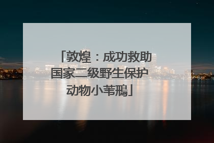敦煌：成功救助国家二级野生保护动物小苇鳽