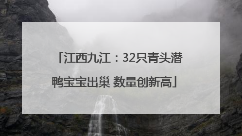 江西九江：32只青头潜鸭宝宝出巢 数量创新高