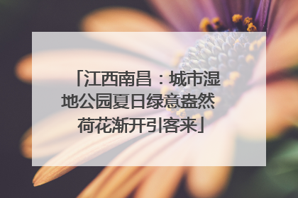 江西南昌：城市湿地公园夏日绿意盎然 荷花渐开引客来