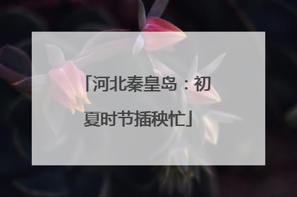 河北秦皇岛：初夏时节插秧忙