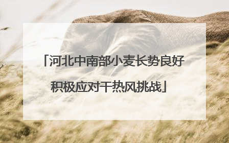 河北中南部小麦长势良好 积极应对干热风挑战