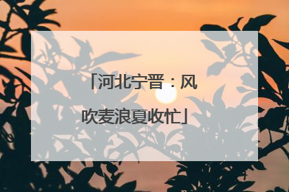 河北宁晋：风吹麦浪夏收忙