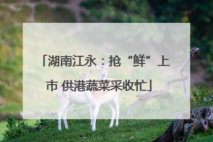 湖南江永：抢“鲜”上市 供港蔬菜采收忙