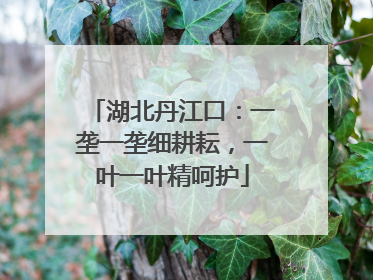 湖北丹江口：一垄一垄细耕耘，一叶一叶精呵护