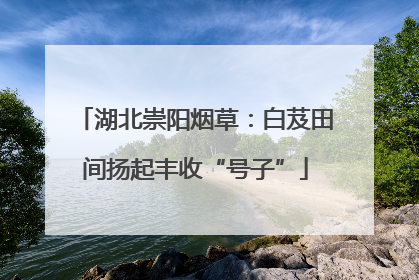 湖北崇阳烟草：白芨田间扬起丰收“号子”