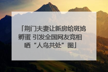 荆门夫妻让新房给斑鸠孵蛋 引发全国网友竞相晒“人鸟共处”图