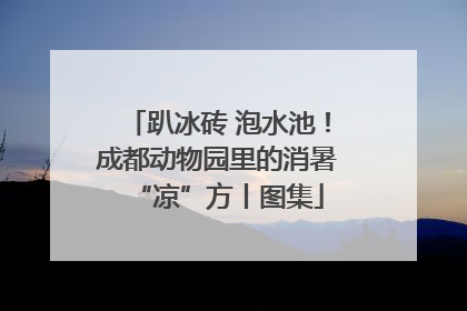 趴冰砖 泡水池！成都动物园里的消暑“凉”方丨图集