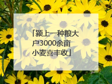颍上一种粮大户3000余亩小麦喜丰收