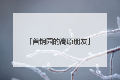 首钢园的高原朋友