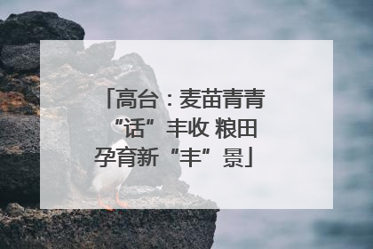 高台：麦苗青青“话”丰收 粮田孕育新“丰”景