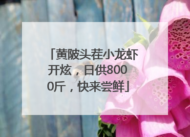 黄陂头茬小龙虾开炫，日供8000斤，快来尝鲜