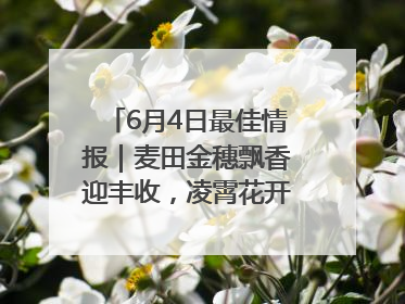 6月4日最佳情报｜麦田金穗飘香迎丰收，凌霄花开娇艳多姿！恭喜